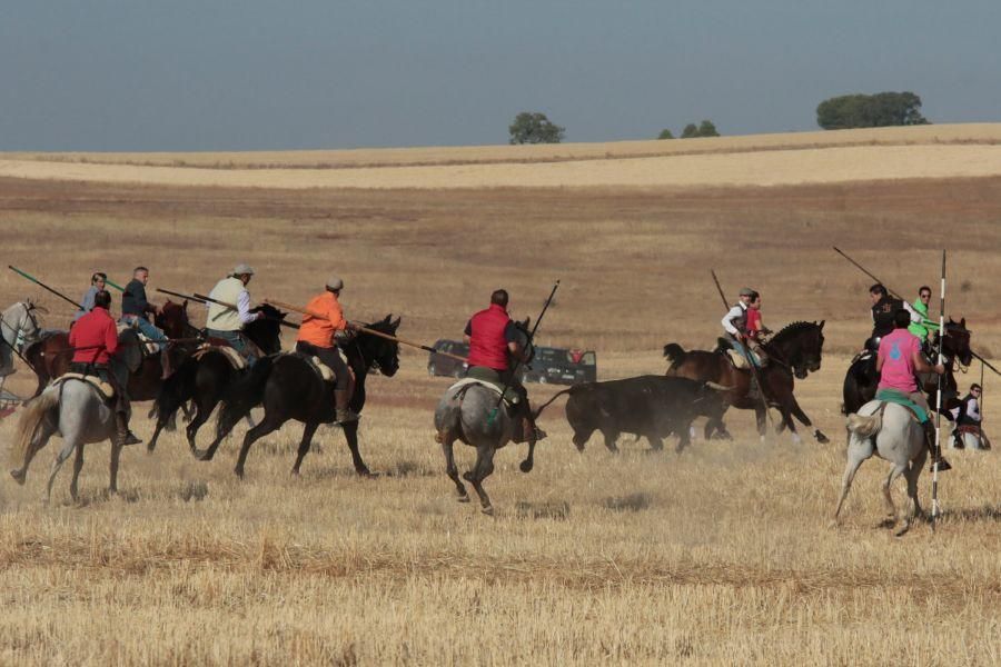 Fuentespreadas despide la temporada de encierros