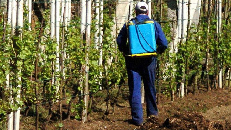 Un centenar de afectados en el Baixo Miño por el fraude de los carnés fitosanitarios