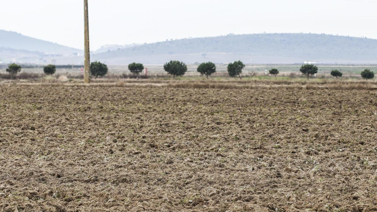 Parcela de arroz sin cultivar por la sequía en la región.