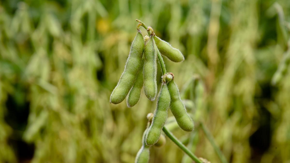 Este superalimento baja el colesterol  y evita la obesidad