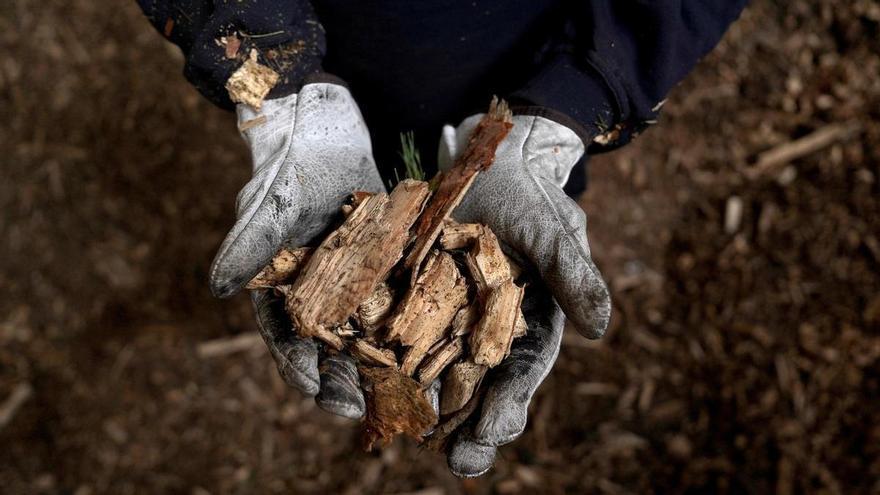 Javier Díaz, presidente de la Asociación Española de la Biomasa: "Tenemos el combustible en el patio de casa, no hay que ir a buscarlo a Oriente Próximo"