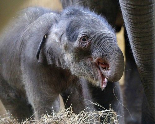 Un bebé de elefante asiático de una semana en el zoo de Budapest