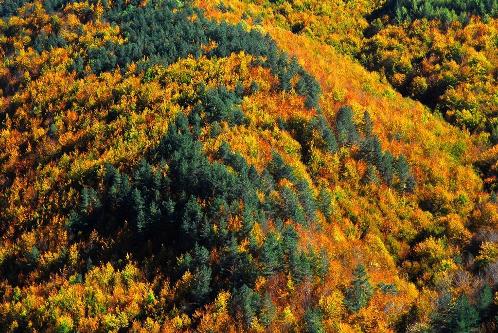 Selva de Irati, Navarra