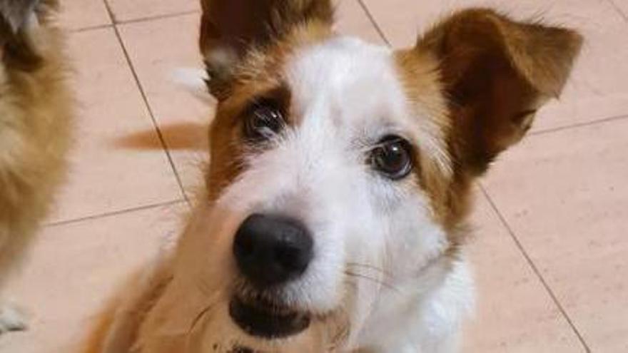 Sully, el perro que perdió la vida tras pisar una arqueta eléctrica.