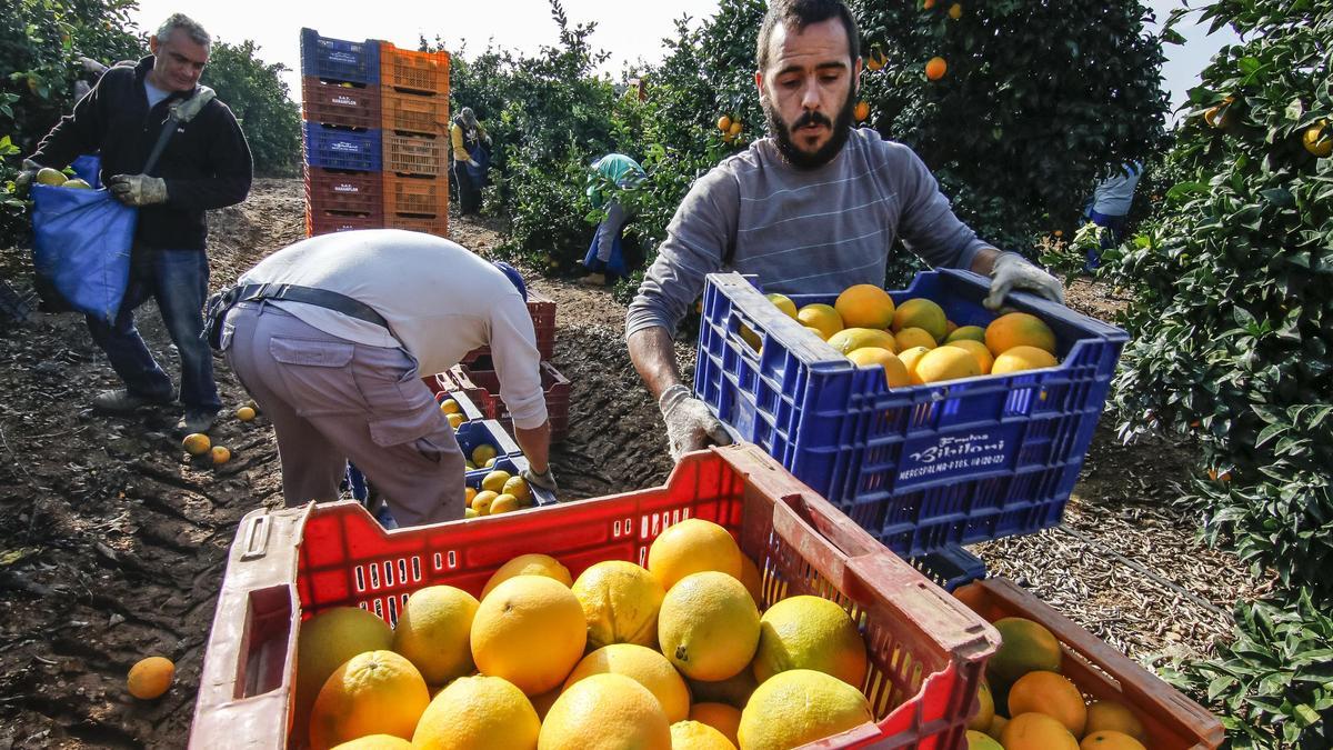 Recogida de naranjas en una finca de la provincia de Córdoba.