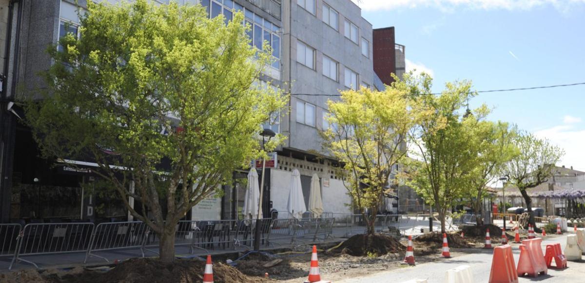 Culmina la plantación del nuevo arbolado de la Avenida do Parque | BERNABÉ/JAVIER LALÍN