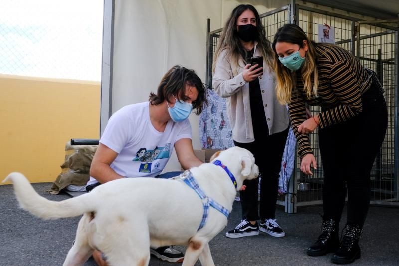 3 ª Feria del Animal de Compañía