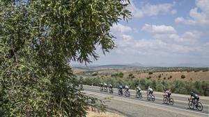 El pelotón de la Vuelta, entre olivos, camino de Valdepeñas de Jaén.