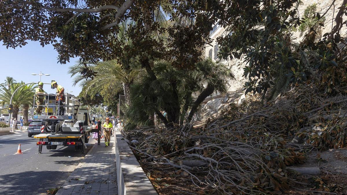 Continúa la poda y el saneamiento del ficus centenario del Raval Roig