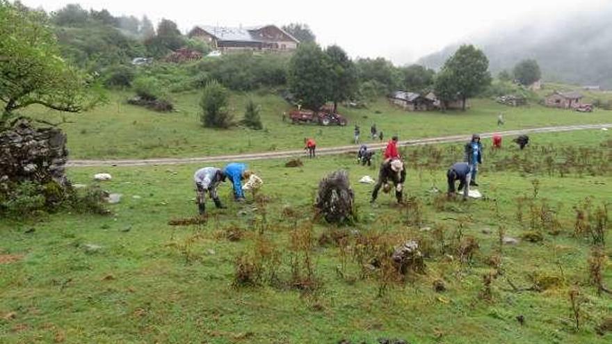 Sextaferia realizada el pasado agosto para erradicar de la vega de Brañagallones la &quot;Jacobaea vulgaris&quot;, anunciada como especie invasora.