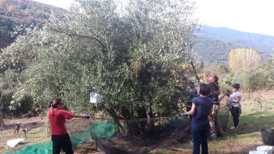 La Xunta triplica las ayudas a la eficiencia energética y la sostenibilidad en el agro