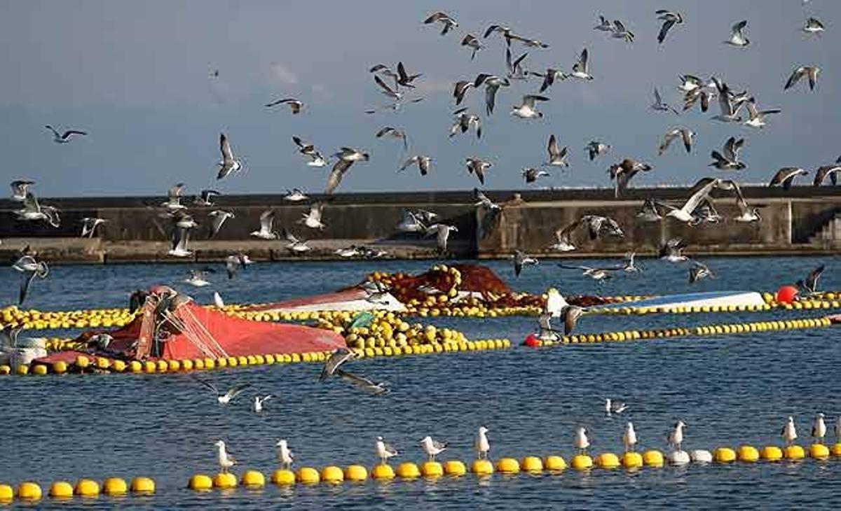 Gavines sobrevolen algunes barques bolcades al port d’Otsu, que va ser castigat pel terratrèmol de l’11 de març, a la prefectura d’Ibaraki (Japó).