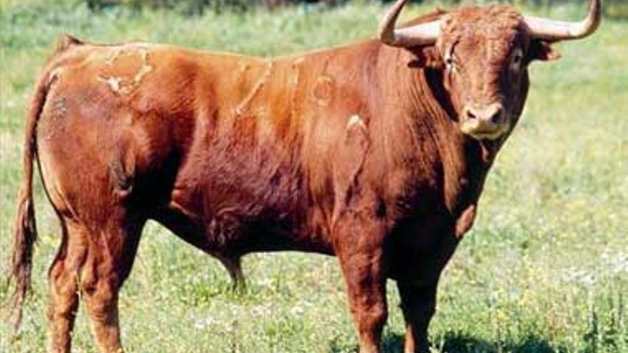 Ballester fotografía los toros bravos de La Raya