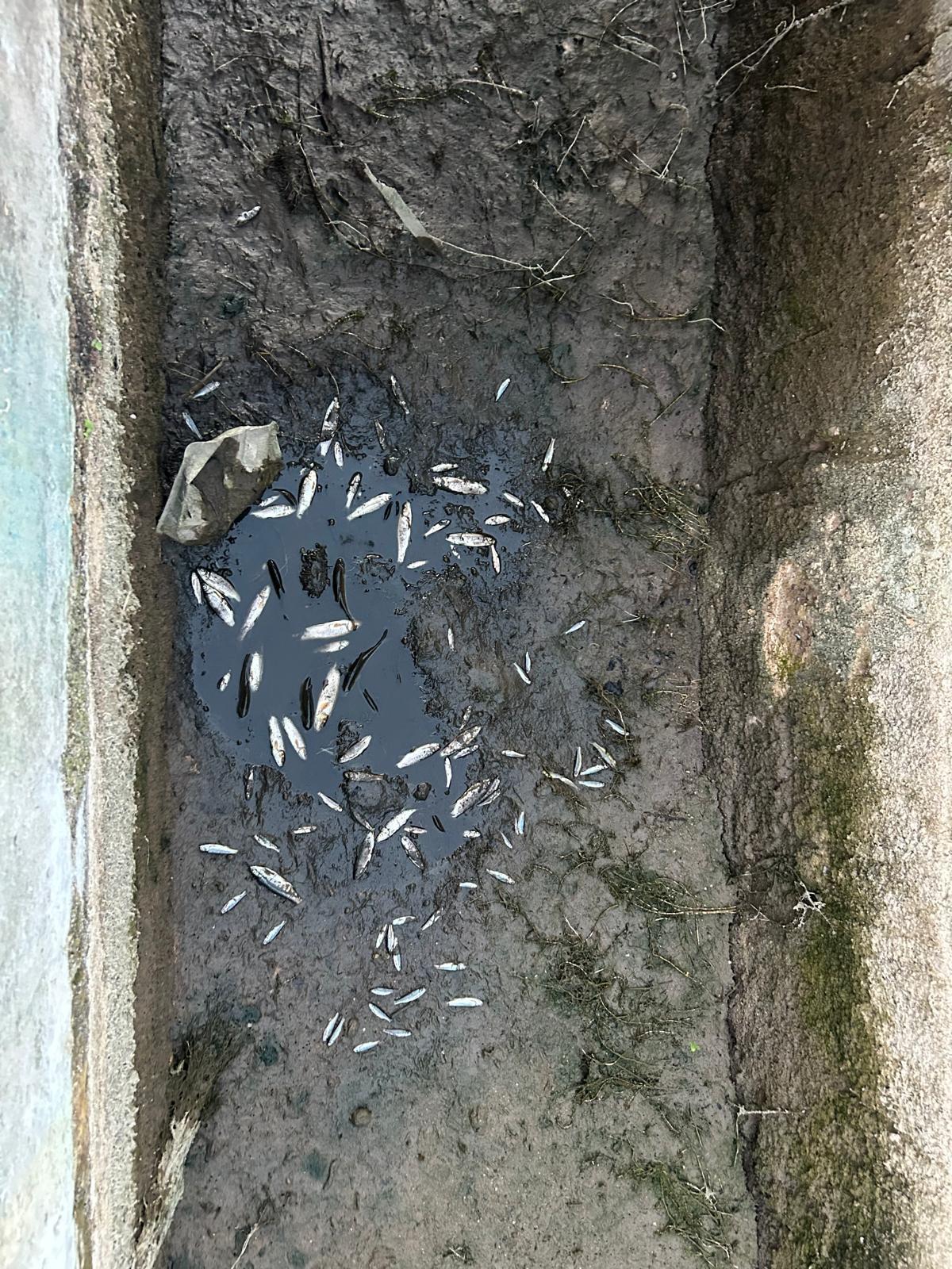 La ausencia de agua ha provocado la muerte de peces en el canal.