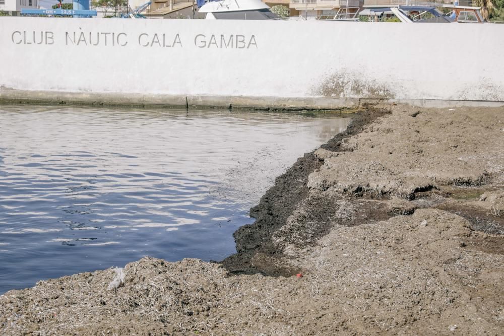 El Ayuntamiento arreglará el paseo de Cala Gamba tras cuatro años de parálisis de Costas