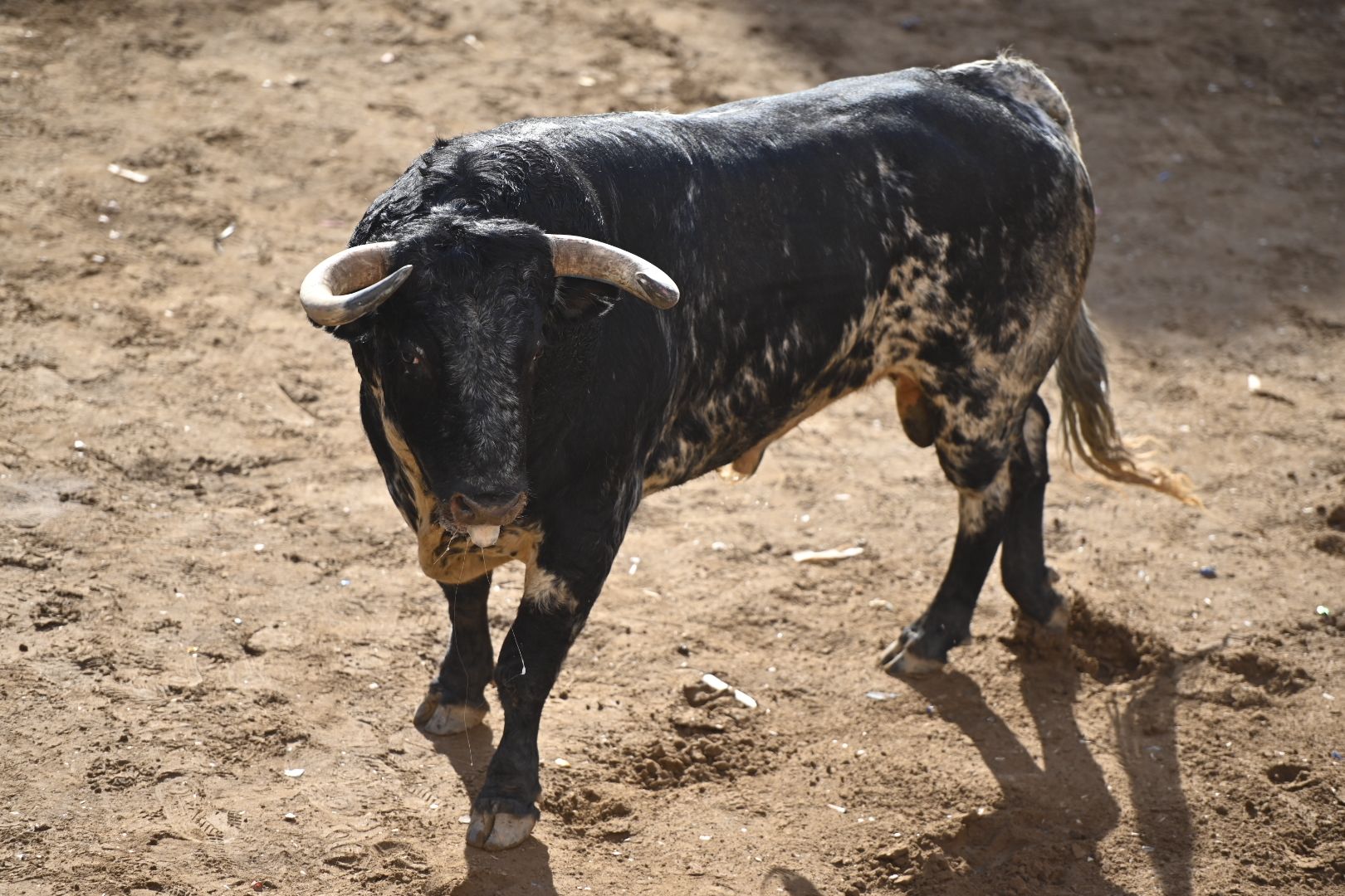 Galería | Primera tarde de toros en Almassora