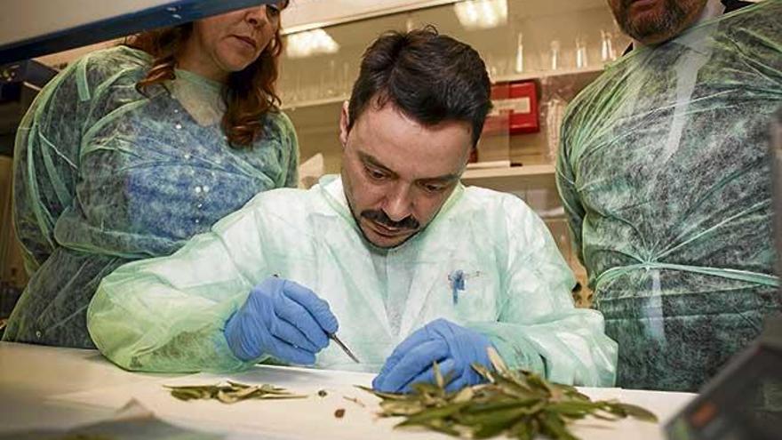 Técnicos de Sanidad Vegetal del Govern y del Ministerio en el laboratorio de la Conselleria.