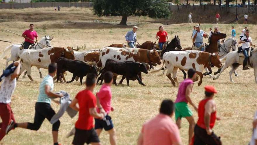 Desarrollo de los espantes saucanos por el prado de la Reguera el pasado fin de semana.