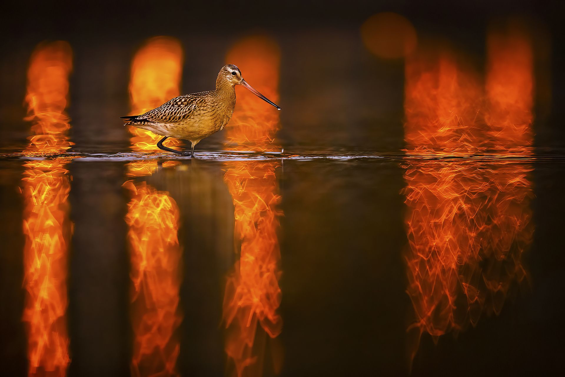 PASEO NOCTURNO - Mario Suárez Porras (España) - Mención de Honor: Mundo de las Aves