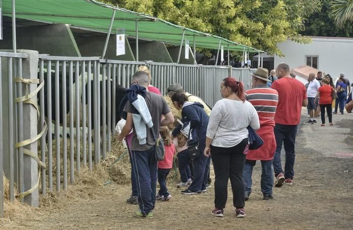 ARUCAS GRAN CANARIA A 27/05/2017. Feria de Ganado en la Granja del Cabildo de Gran Canaria. FOTO: J.PÉREZ CURBELO