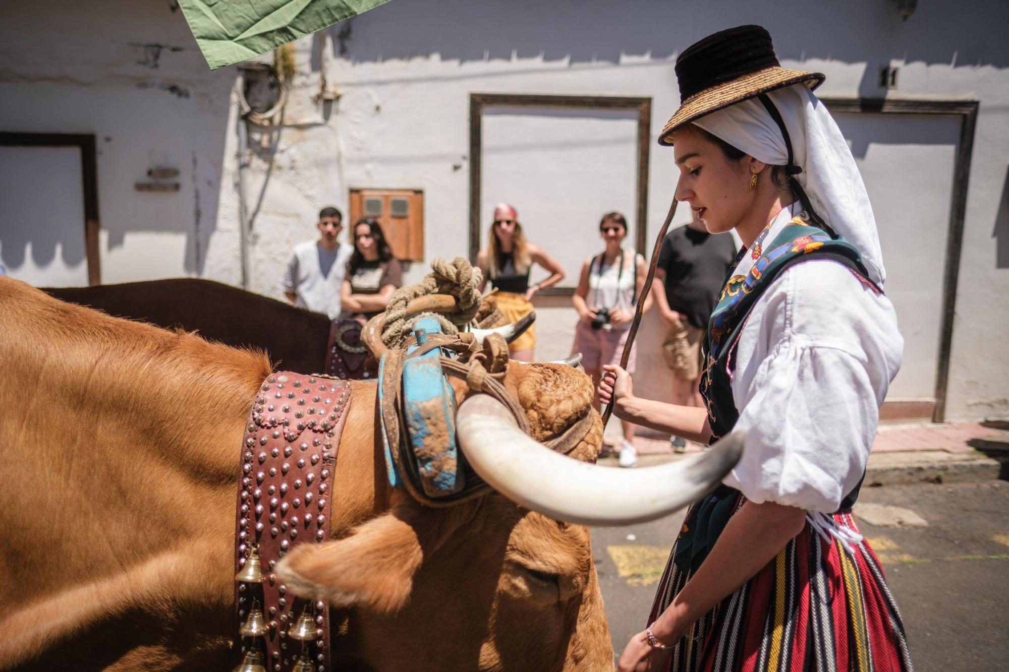 Exposición de Carros y Carretas de las Fiestas de San Marcos de Tegueste.