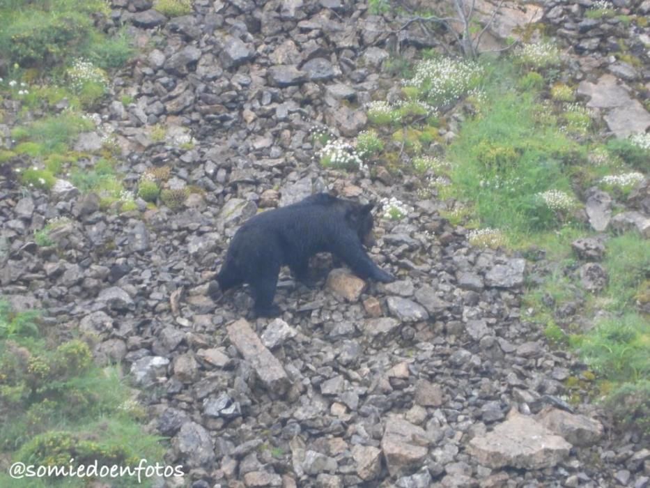 Avistamiento de osos en celo en Pola de Somiedo