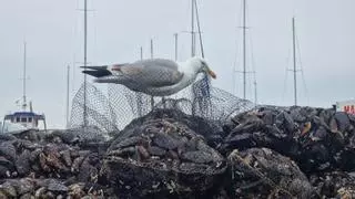 La producción de mejillón se desploma en Galicia