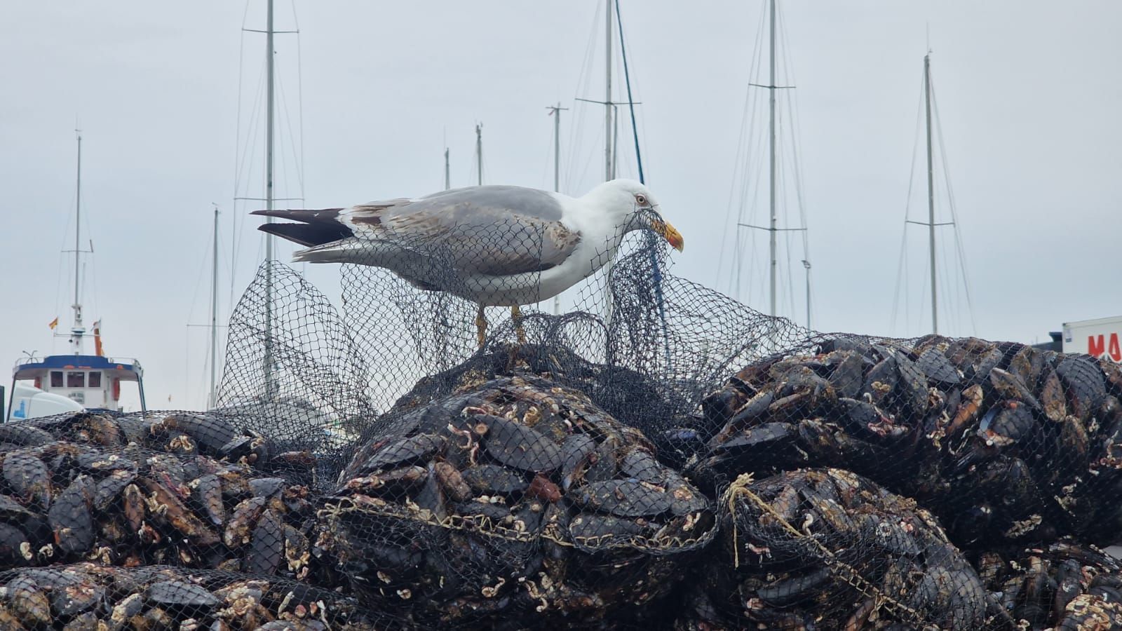 Descargas de mejillón para el mercado de fresco (depuradoras) en el puerto de Vilanova de Arousa.