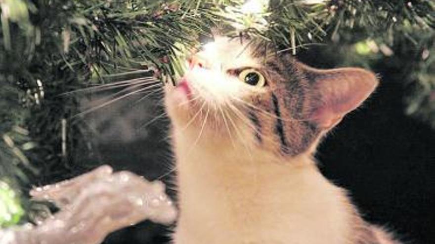 Un gato observa con interés las luces de un árbol de Navidad.