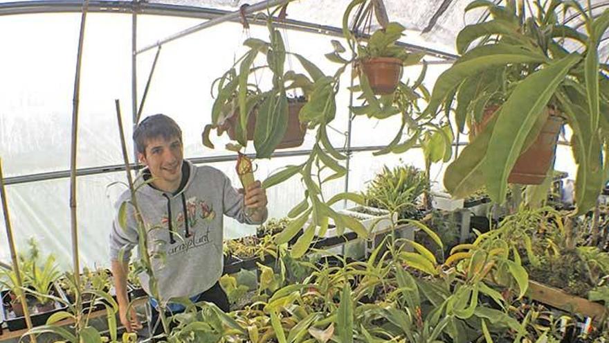 Manacor se convierte en la referencia estatal en el cultivo de plantas carnívoras