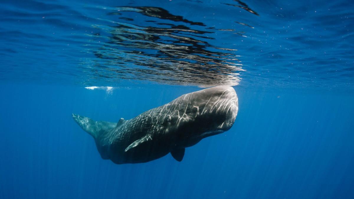 Descubierto al norte de Menorca el único criadero de cachalotes del Mediterráneo español