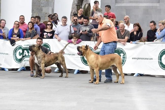 Celebración del I Certamen Nacional de perro ...