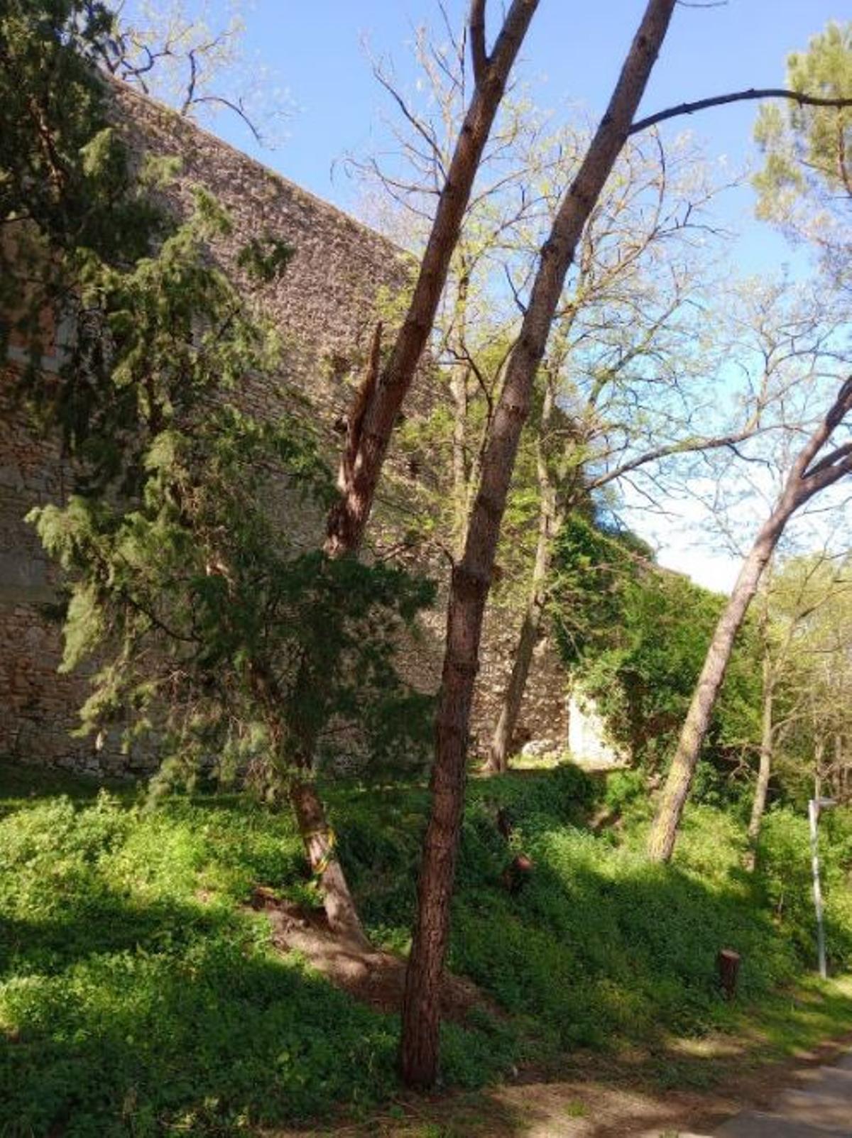 PIns incxlinats a la zona del portal de Sant Cristòfol.