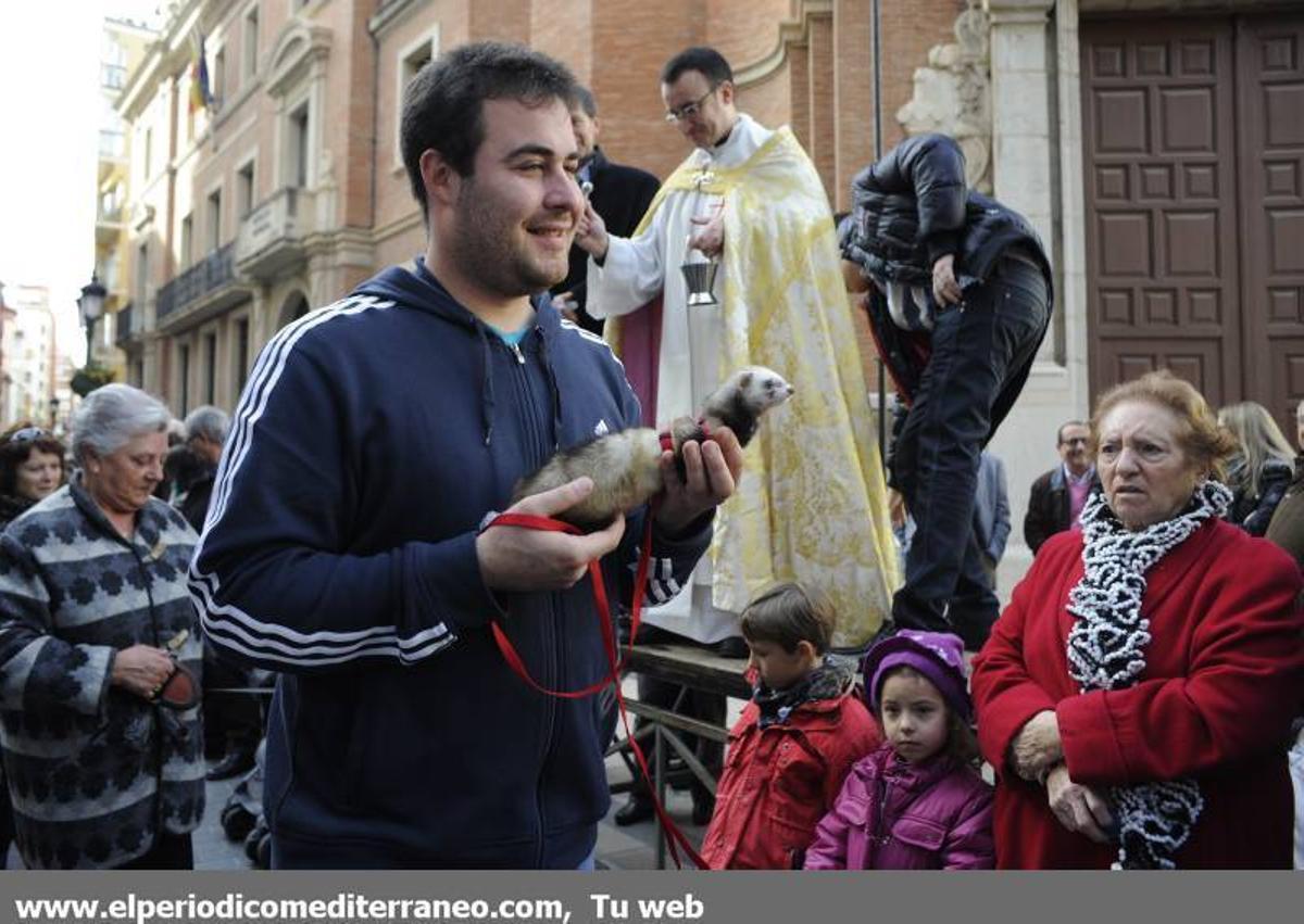 GALERÍA FOTOS - La provincia celebra Sant Antoni