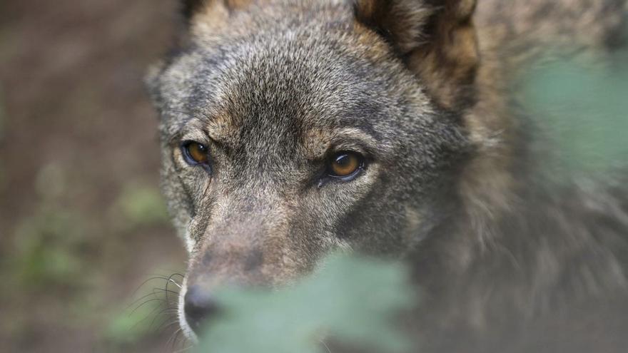 Un lobo Ibérico en una imagen de archivo. | J. L. CEREIJIDO / EFE