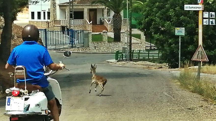 La fauna se urbaniza en Sumacàrcer