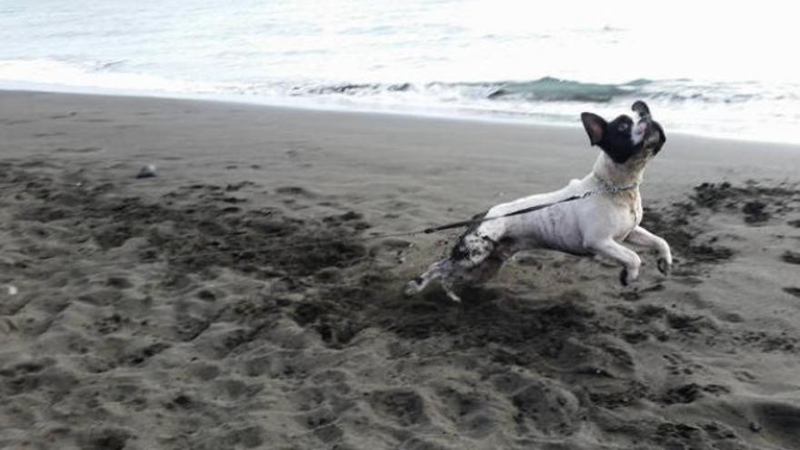 Estas son las playas de Gran Canaria que permiten el acceso a los perros -  La Provincia