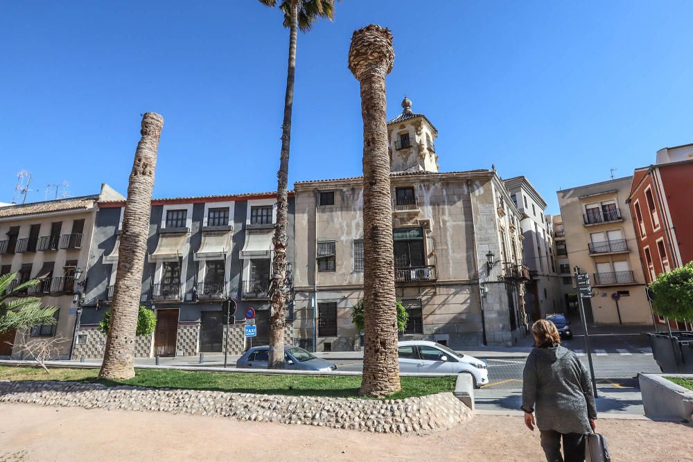 El área de Infraestructuras del Ayuntamiento de Orihuela retira desde hoy 23 troncos y tocones de las palmeras de la plaza de Santa Lucía. Un auténtico "monumento al picudo" en los últimos meses. Toda