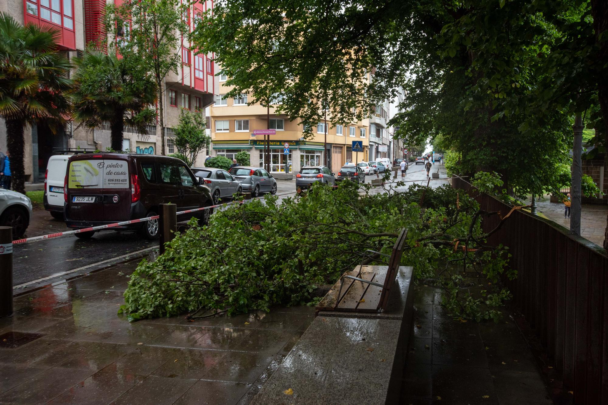 Cae un árbol en la calle Orillamar - La Opinión de A Coruña