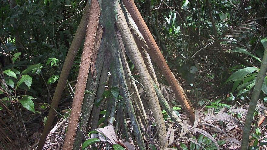 Revelen el misteri de l&#039;arbre tropical que camina