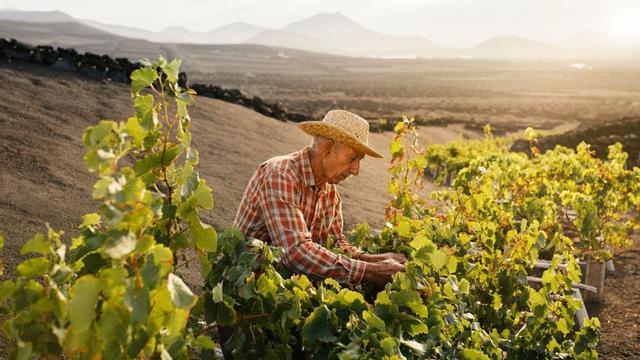 Un agricultor vendimia en Lanzarote.