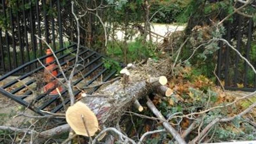 Cau un arbre al pati del Peguera de Manresa