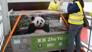 Ya están en España los dos nuevos osos panda llegados desde China