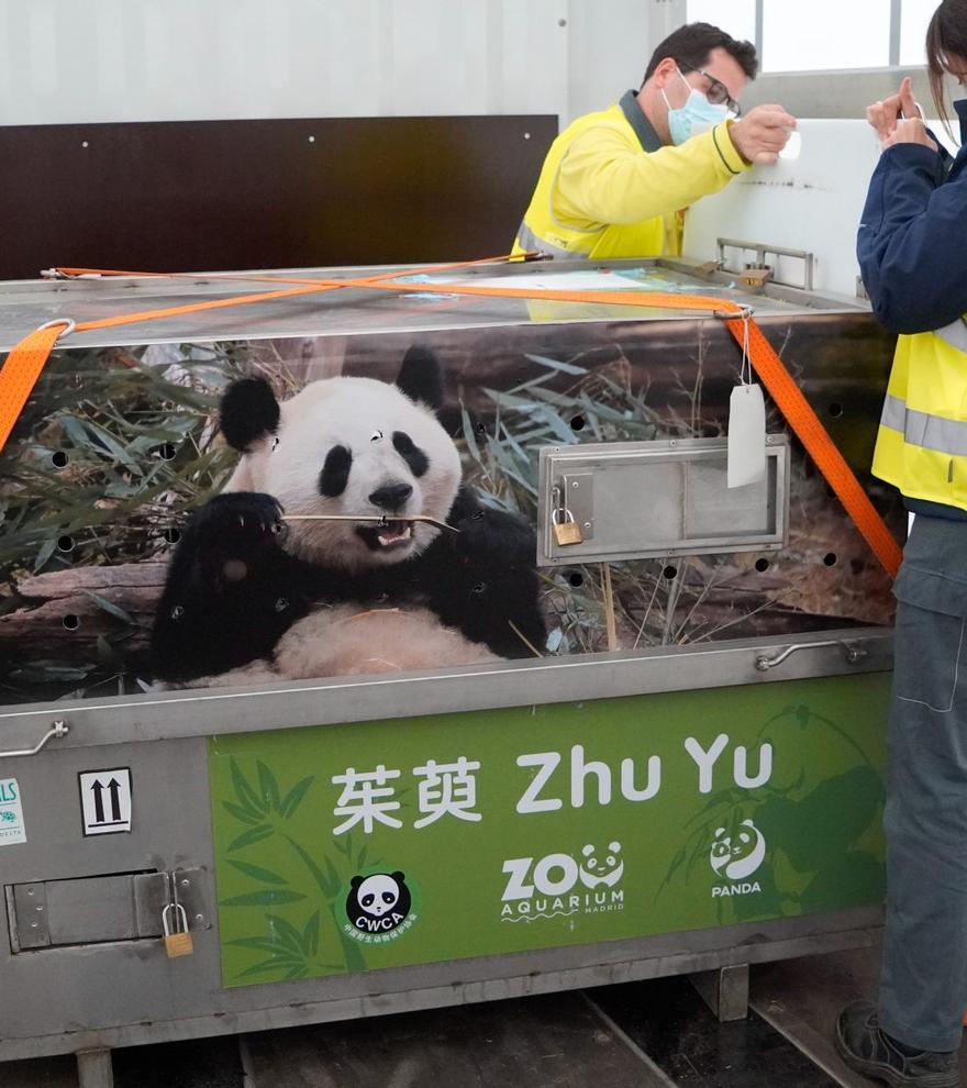 Ya están en España los dos nuevos osos panda llegados desde China