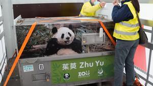 La hembra, Zhu Yu, en su jaula al llegar a Madrid