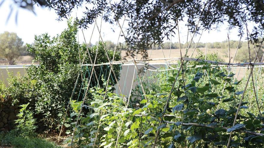 Bio-Boom auf den Balearen: So stark wächst die ökologische Landwirtschaft