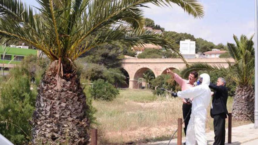 El 98% de los árboles eran &quot;Phoenix Canariensis&quot;.