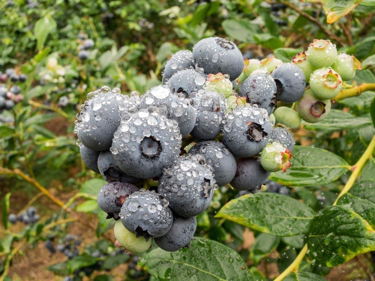 Imagen de archivo donde se puede ver un racimo de arándanos para ilustrar una noticia sobre sus beneficios.