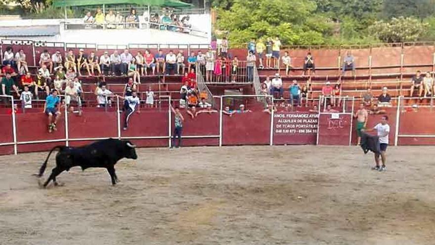 Uno de los novillos en la plaza de toros portátil de Castrogonzalo.