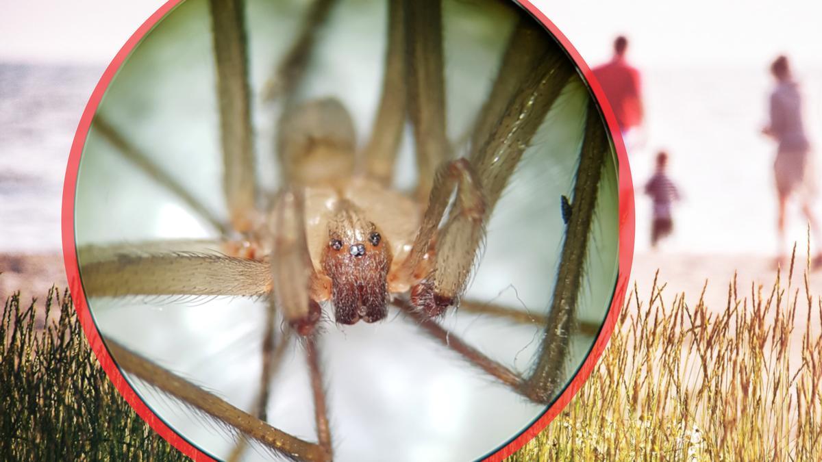 La araña violinista es de las más venenosas de España